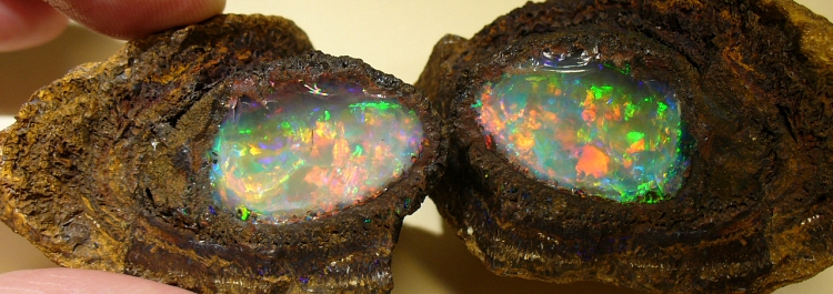 Opalised Fossils
